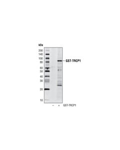 Cell Signaling Gst (91g1) Rabbit mAb (Hrp Conjugate)
