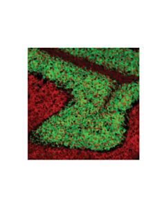 Cell Signaling Neun (D4g4o) Xp Rabbit mAb (Alexa Fluor 488 Conjugate)