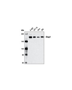 Cell Signaling Diap1 Antibody