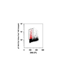 Cell Signaling P21 Waf1/Cip1 (12d1) Rabbit mAb (Alexa Fluor 488 Conjugate)