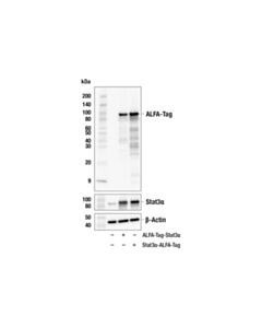 Cell Signaling ALFA-Tag (E1R1A) Mouse mAb 20 uL