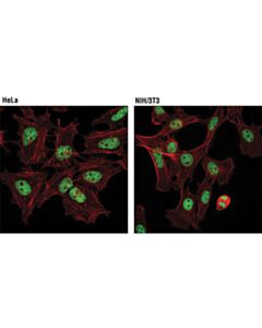 Cell Signaling Tri-Methyl-Histone H3 (Lys27) (C36b11) Rabbit mAb (Alexa Fluor 488 Conjugate)