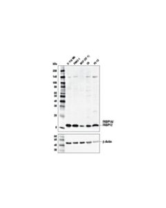 Cell Signaling Fkbp1a/Fkbp12 Antibody