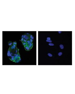 Cell Signaling Ptk6/Brk (D4o2d) Rabbit mAb