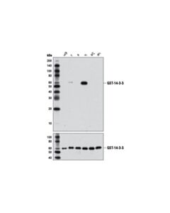 Cell Signaling 14-3-3 Eta (D23b7) Rabbit mAb