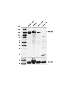 Cell Signaling Nrcam Antibody