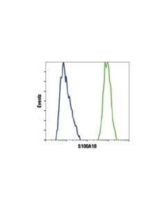 Cell Signaling S100a10 (4e7e10) Mouse mAb
