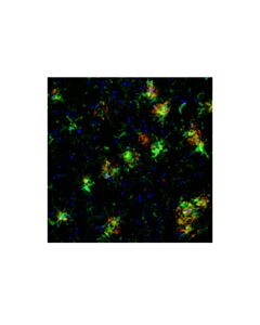 Cell Signaling Cd45 (30-F11) Rat mAb