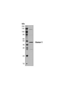 Cell Signaling Mouse Brain Tissue Control Extracts