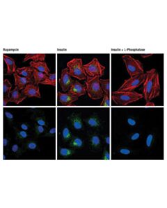Cell Signaling Phospho-Mtor (Ser2448) (D9c2) Xp<LT/>Sup&Gt;®<LT/>/Sup&Gt; Rabbit mAb