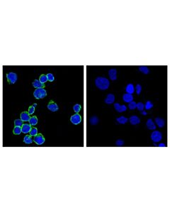 Cell Signaling Cd8alpha (Rpa-T8) Mouse mAb (Fitc Conjugate)