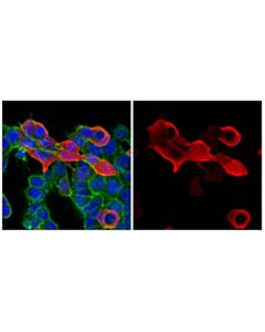 Cell Signaling Ha-Tag (C29f4) Rabbit mAb (Alexa Fluor 555 Conjugate)