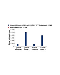 Cell Signaling Ubiquityl-Histone H2b (Lys120) (D11) Xp Rabbit mAb