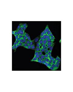 Cell Signaling Usp10 Antibody