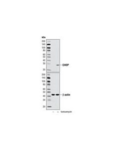 Cell Signaling Chop (D46f1) Rabbit mAb