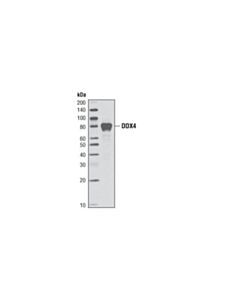 Cell Signaling Ddx4 (2f9h5) Mouse mAb