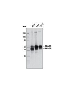 Cell Signaling Smad2/3 (D7g7) Xp ® Rabbit mAb (BSA And Azide Free)