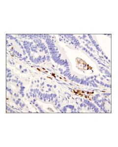 Cell Signaling Cd45ro (Uchl1) Mouse mAb (Ihc Specific)