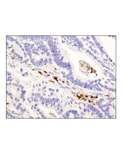 Cell Signaling CD45RO (UCHL1) Mouse mAb 20 uL