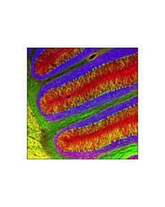 Cell Signaling Beta3-Tubulin (D71g9) Xp Rabbit mAb