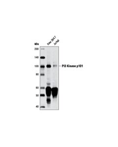 Cell Signaling Pi3 Kinase P101 (D32a5) Rabbit mAb