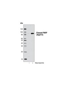 Cell Signaling Anti-Biotin (D5a7) Rabbit mAb (Hrp Conjugate)