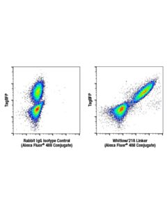 Cell Signaling Whitlow/218 Linker (E3u7q) Rabbit mAb (Alexa Fluor 488 Conjugate)