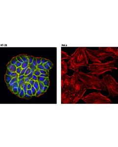 Cell Signaling Epcam (D4k8r) Xp ® Rabbit mAb (BSA And Azide Free)