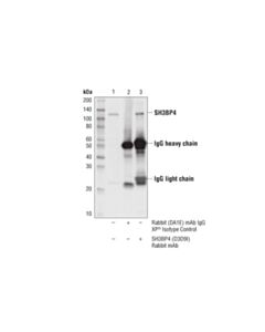 Cell Signaling Sh3bp4 (D3d9i) Rabbit mAb