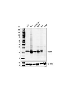Cell Signaling Cd81 (D3n2d) Rabbit mAb