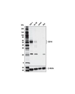 Cell Signaling Cd14 (D7a2t) Rabbit mAb