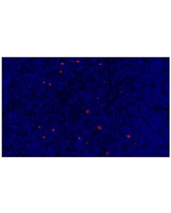 Cell Signaling LAG3 (D2G4O) XP Rabbit mAb (Alexa Fluor 555 Conjugate)