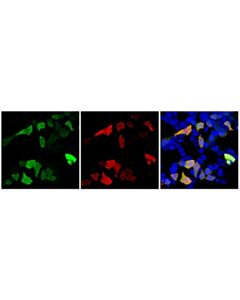 Cell Signaling Firefly Luciferase (E9W9V) Feline Chimeric mAb; 20 µl