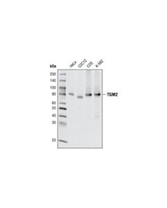 Cell Signaling TGM2 (D11A6) XP Rabbit mAb (BSA and Azide Free) 100 ug