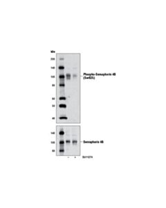 Cell Signaling Phospho-Semaphorin 4b (Ser825) Antibody