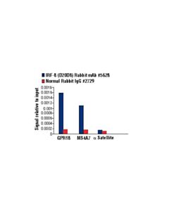 Cell Signaling Irf-8 (D20d8) Rabbit mAb
