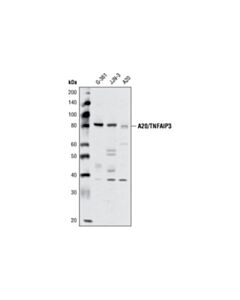 Cell Signaling A20/Tnfaip3 (D13h3) Rabbit mAb