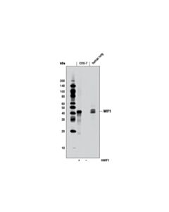 Cell Signaling Wif1 (D50f9) Rabbit mAb