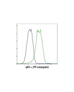 Cell Signaling P63-Alpha (D2k8x) Xp Rabbit mAb (PE Conjugate)