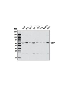 Cell Signaling Hop (D6e3) Rabbit mAb