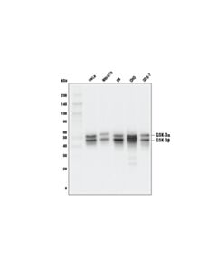Cell Signaling Gsk-3alpha/Beta (D75d3) Rabbit mAb