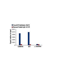 Cell Signaling Smad2/3 Antibody