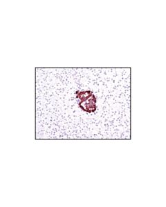 Cell Signaling Insulin (C27c9) Rabbit mAb (BSA And Azide Free)