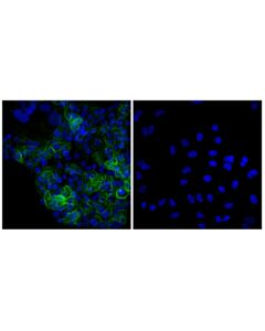 Cell Signaling Eaat1 (D44e2) Xp ® Rabbit mAb (BSA And Azide Free)