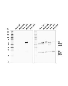 Cell Signaling Goat Anti-Mouse Igg2c, Fc Gamma Specific Antibody (Hrp Conjugate)