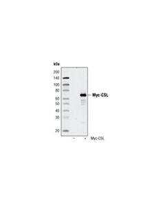 Cell Signaling Myc-Tag (9b11) Mouse mAb (Magnetic Bead Conjugate)