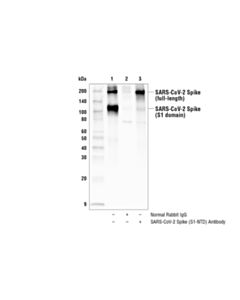 Cell Signaling Sars-Cov-2 Spike Protein (S1-Ntd) Antibody