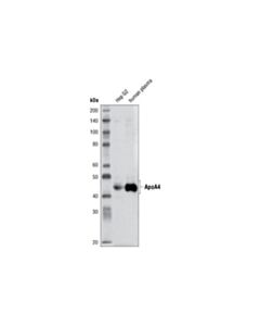 Cell Signaling Apoa4 (1d6b6) Mouse mAb