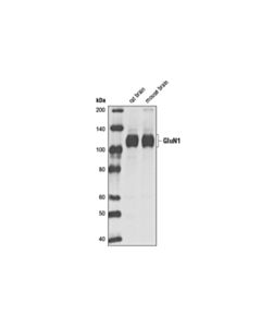 Cell Signaling NMDA Receptor 1 (GluN1) (D65B7) Rabbit mAb 20 uL