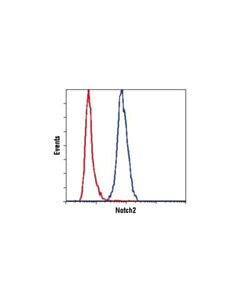 Cell Signaling Notch2 (D76a6) Xp Rabbit mAb